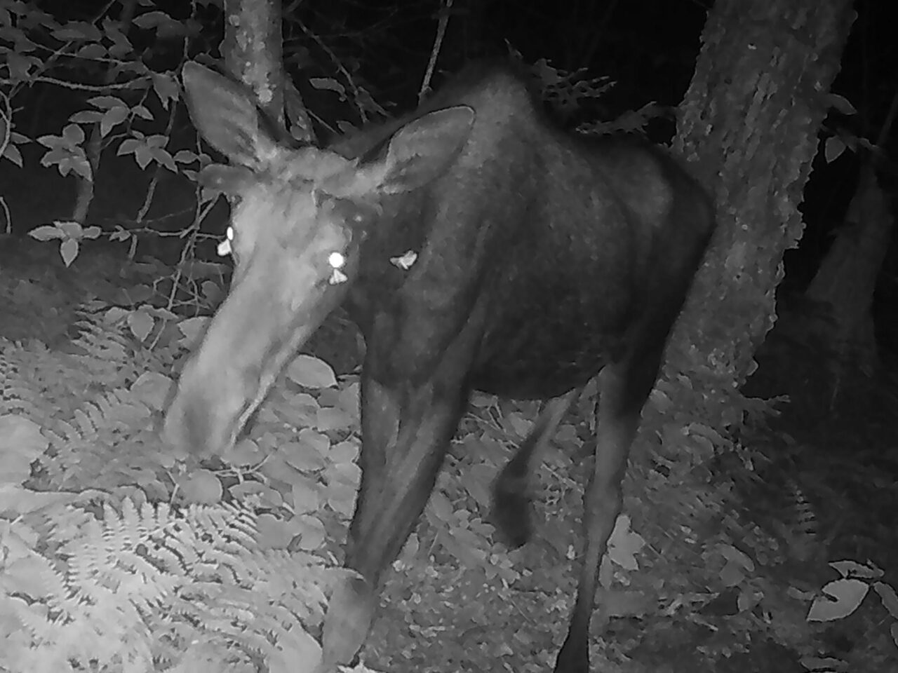 A nighttime photo of a moose with moths fluttering around its eyes.