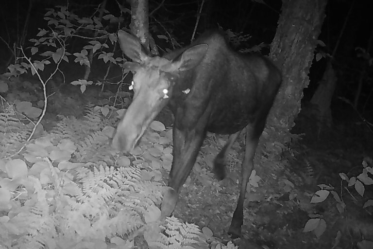 A nighttime photograph of a moose with moths fluttering around its eyes.