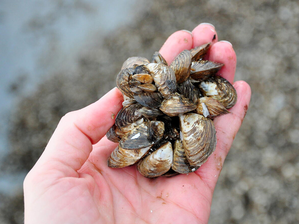 A hand holds dozens of small brown and white mussels