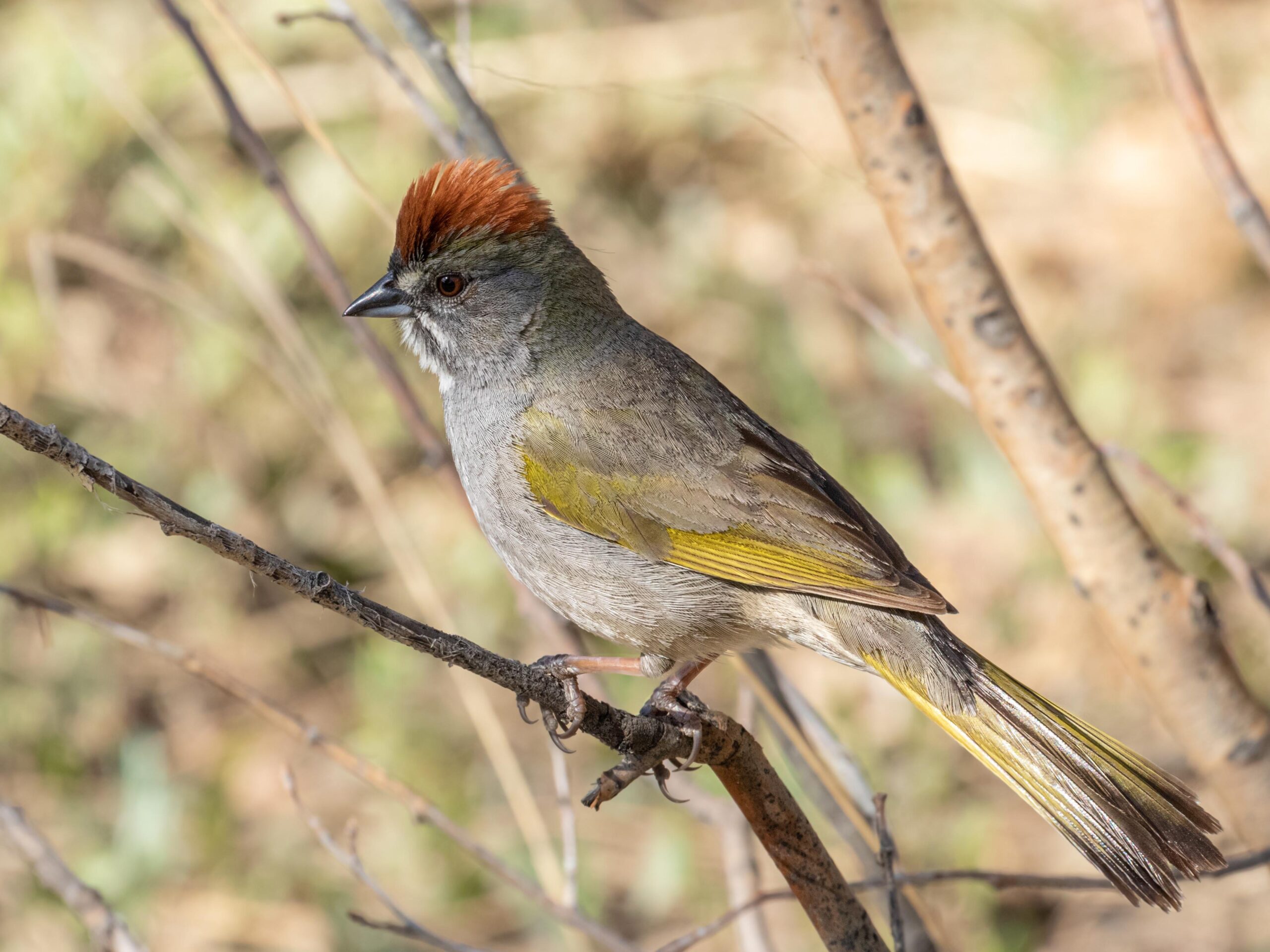 A green-tailed towhee sits on a branch