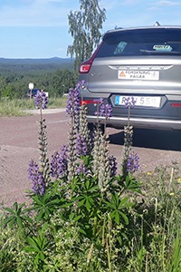 lupine flowers along a rural roadside in Sweden