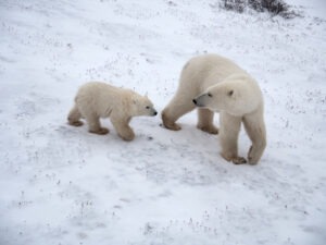 Two polar bears walking on snow and ice