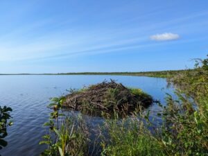 A beaver lodge surrounded by water