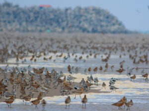 A large flock of birds along a shoreline