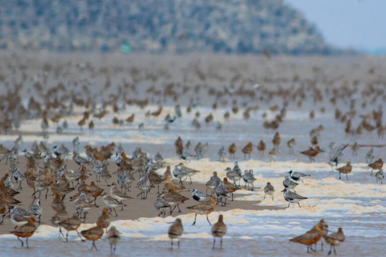 Hundreds of birds along the seashore