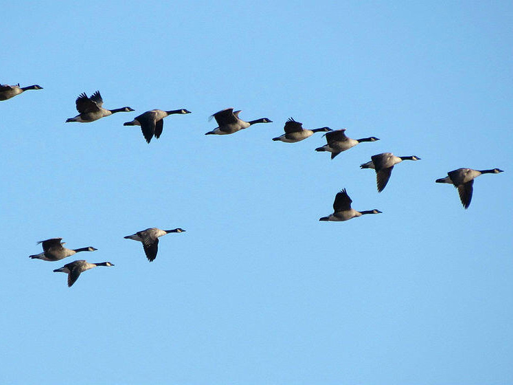 A flock of Canada geese flying