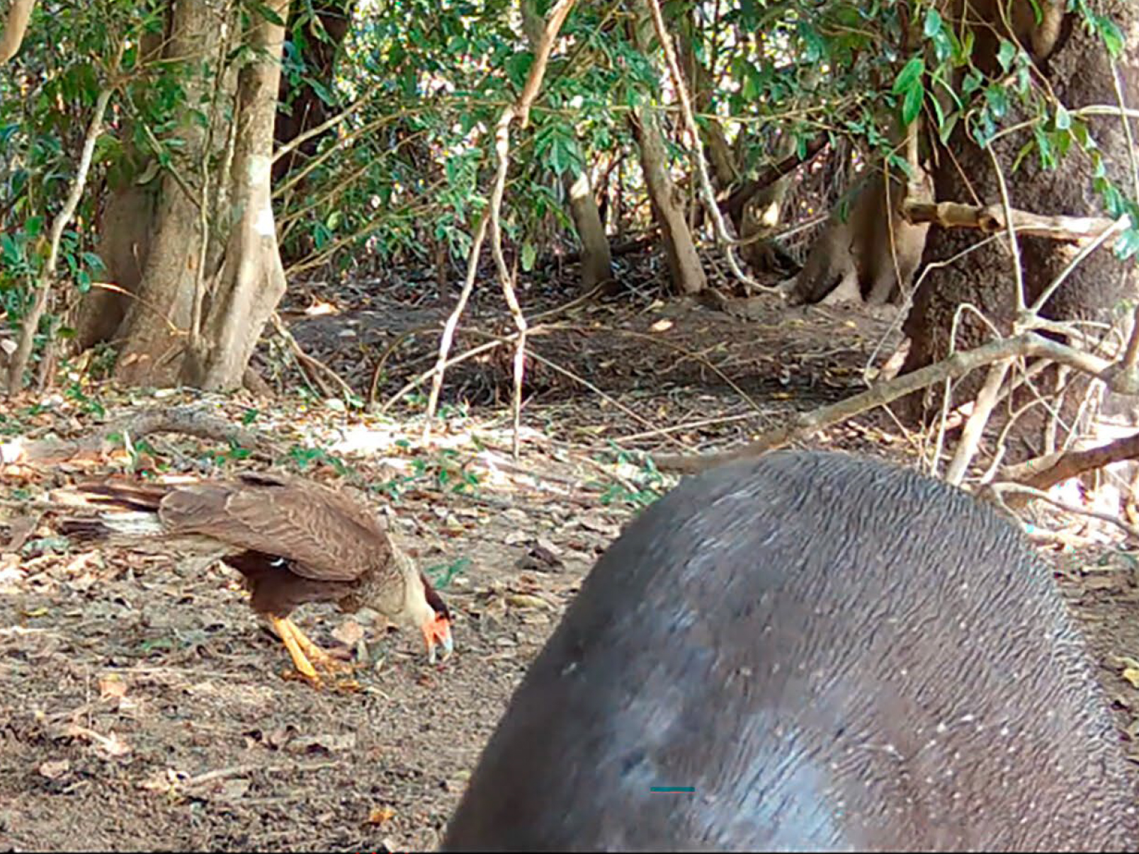 A bird of prey scavenges on the ground, behind a large animal in the foreground.