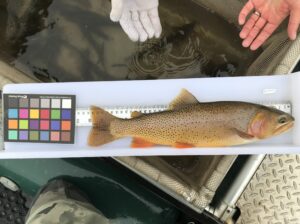A Yellowstone trout lies on a white tray with a ruler and color checker