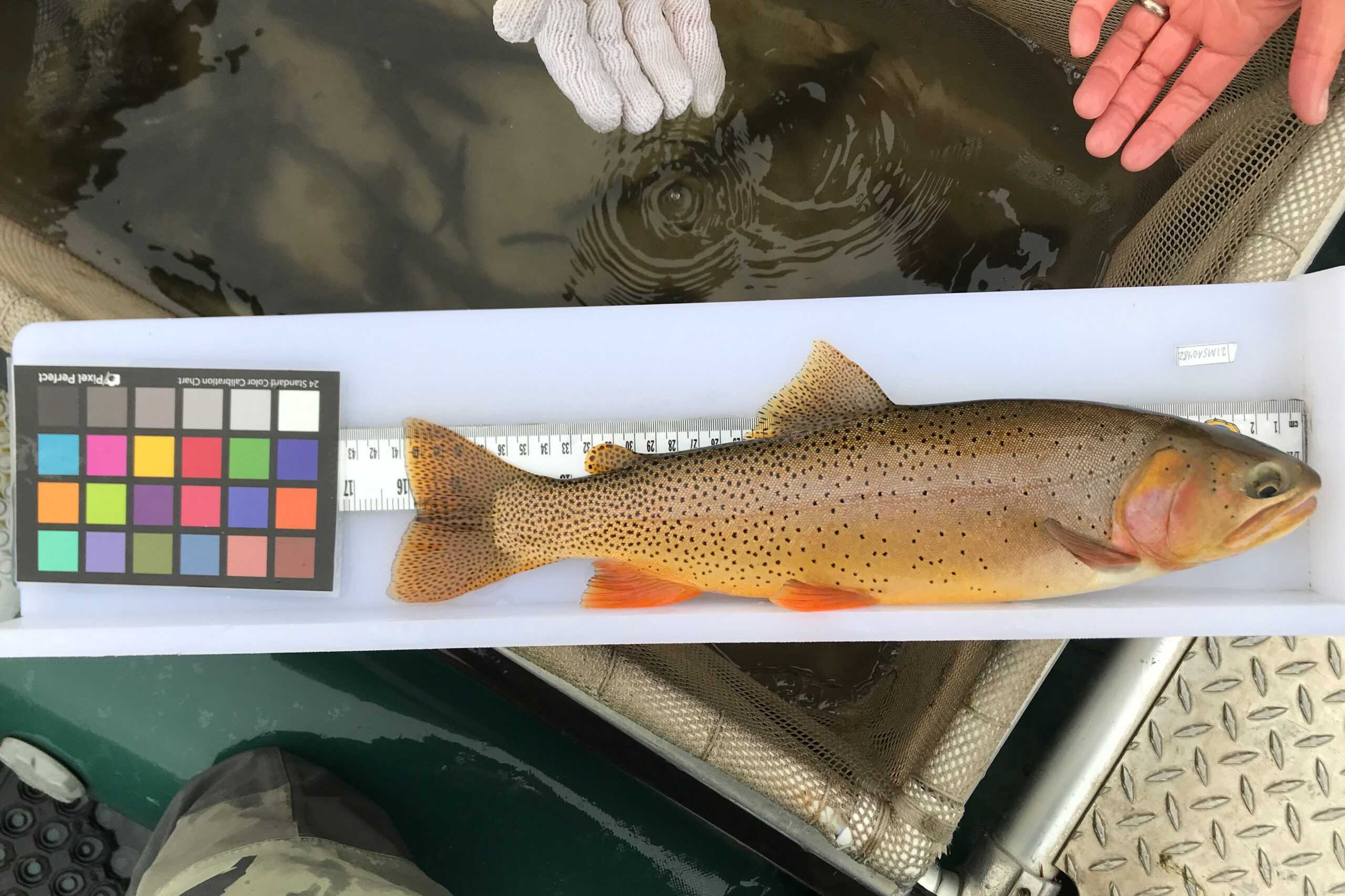 A Yellowstone trout lies on a white tray with a ruler and color checker