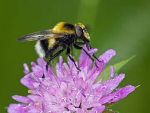 A bumblebee-mimicking hoverfly sits on a purple flower
