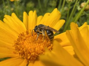 A bee sits in the center of a yellow flower