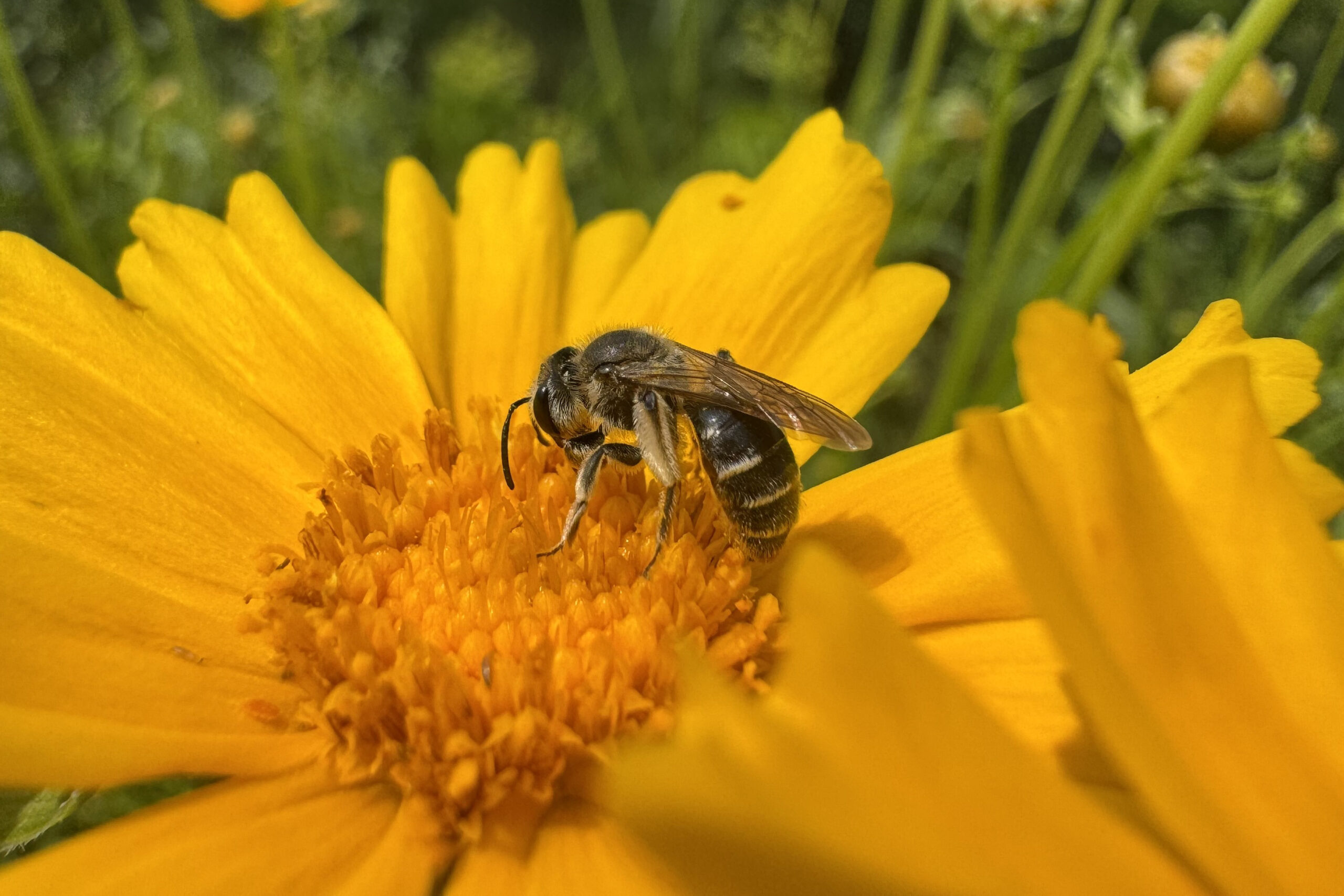 A bee sits in the center of a yellow flower.