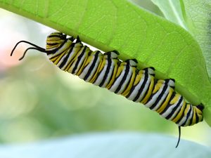 A black, yellow, and white striped caterpillar hangs from a leaf.