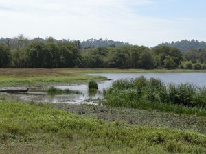 Low plants surrounding a body of water, with trees and hills visible in the background.