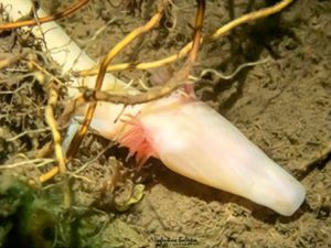 An eyeless cave salamander with pink gills rests on the bottom of a pool of water