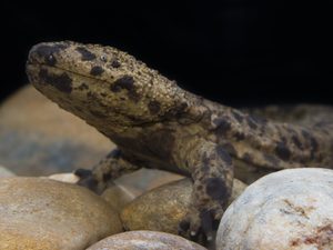 A young Japanese giant salamander sits in a tank atop some rocks