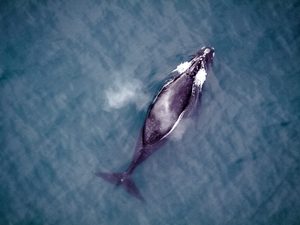 An aerial view of a whale swimming in the water.