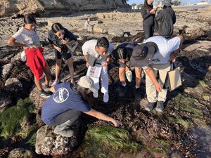 A group of people peers into a tidepool