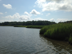 A marsh along the water's edge, with forest visible in the background.