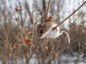 A white and brown mouse clings to a low branch.