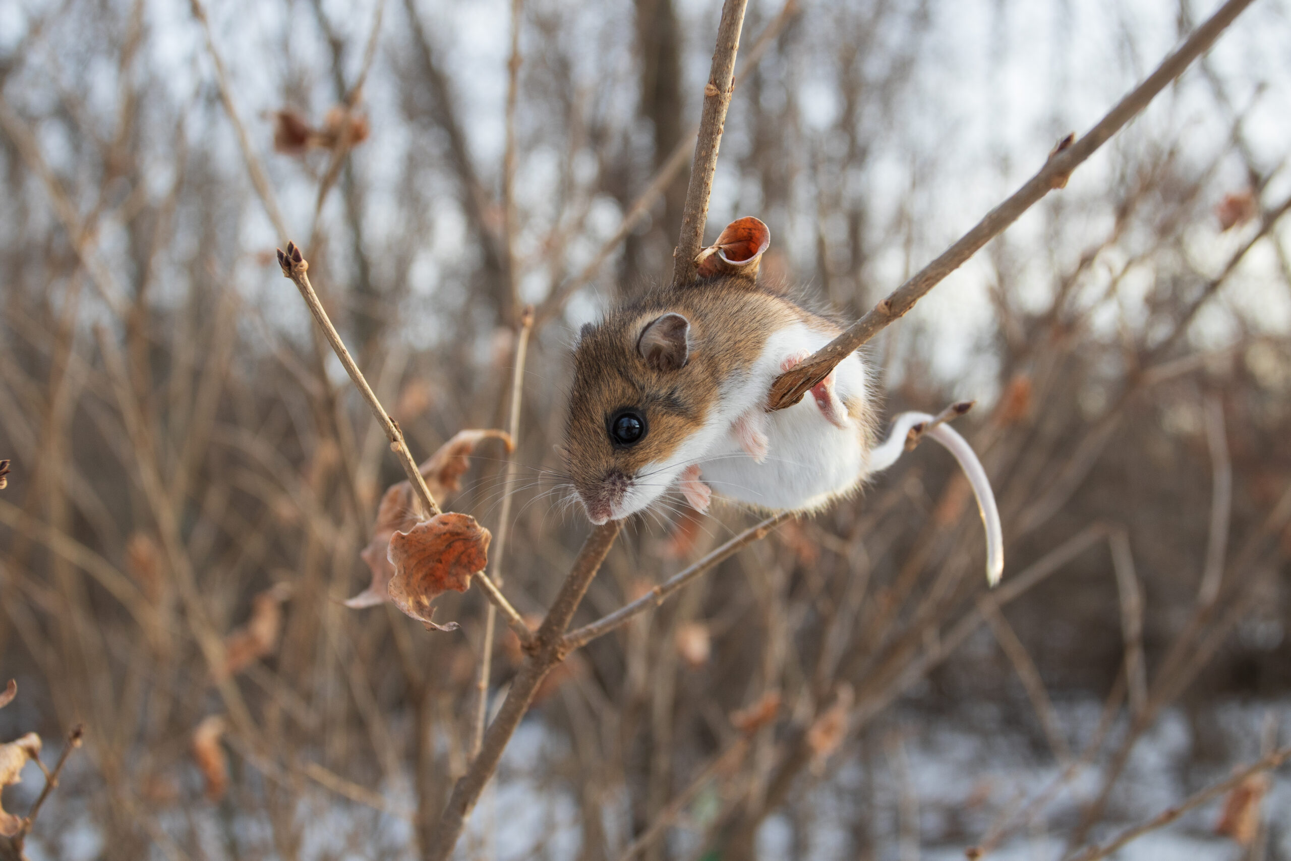 A brown and white mouse clings to a branch.