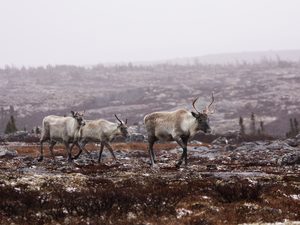 Three caribou walking in a rocky landscape.